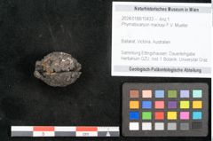 Foto (Objekt + Etikett) von Phymatocaryon mackayi F.V. Mueller (NHMW-GEO-2024-0188-10433)